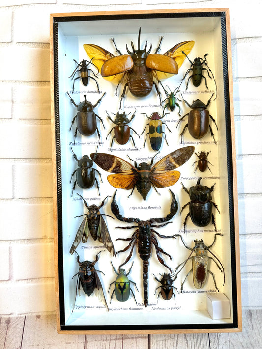 Insect Display Box Frame Display Case Bug Insect #1