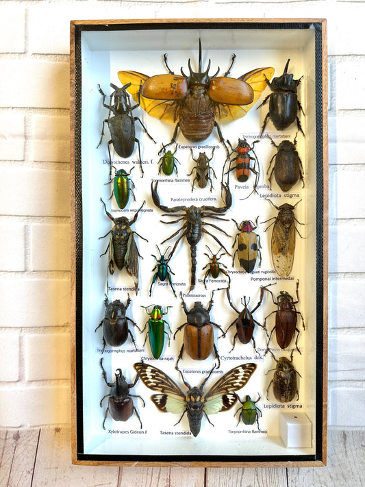 Insect Display Box Frame Display Case Bug Insect #5