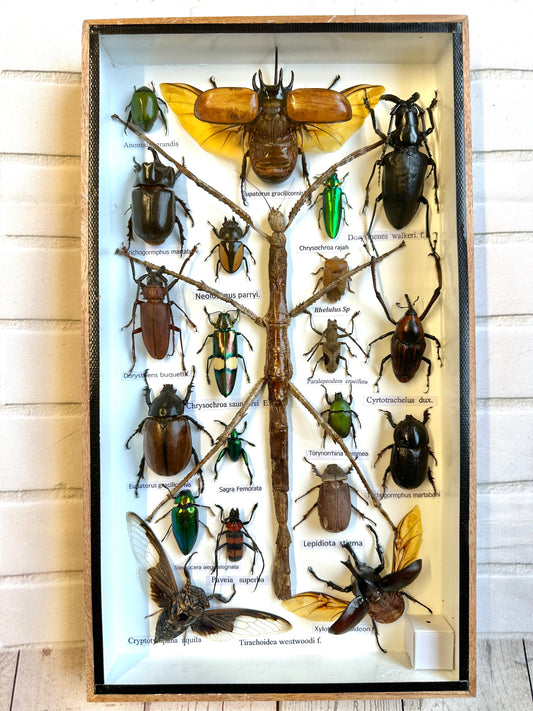 Insect Display Box Frame Display Case Bug Insect #6