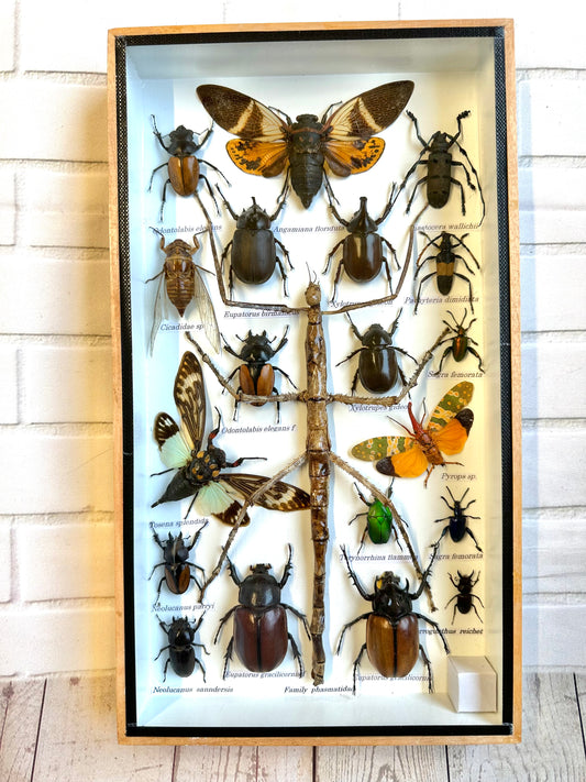 Insect Display Box Frame Display Case Bug Insect #7