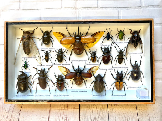 Insect Display Box Frame Display Case Bug Insect #8