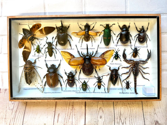 Insect Display Box Frame Display Case Bug Insect #9