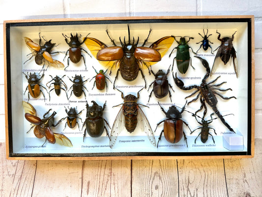 Insect Display Box Frame Display Case Bug Insect #10