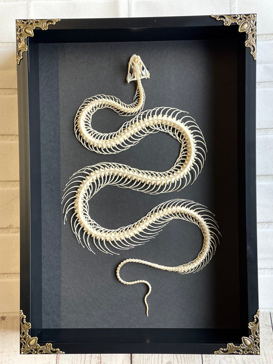 Reuss' Water Snake (Enhydris alternans) Skeleton in Baroque Style Deep Shadow Box Frame Display