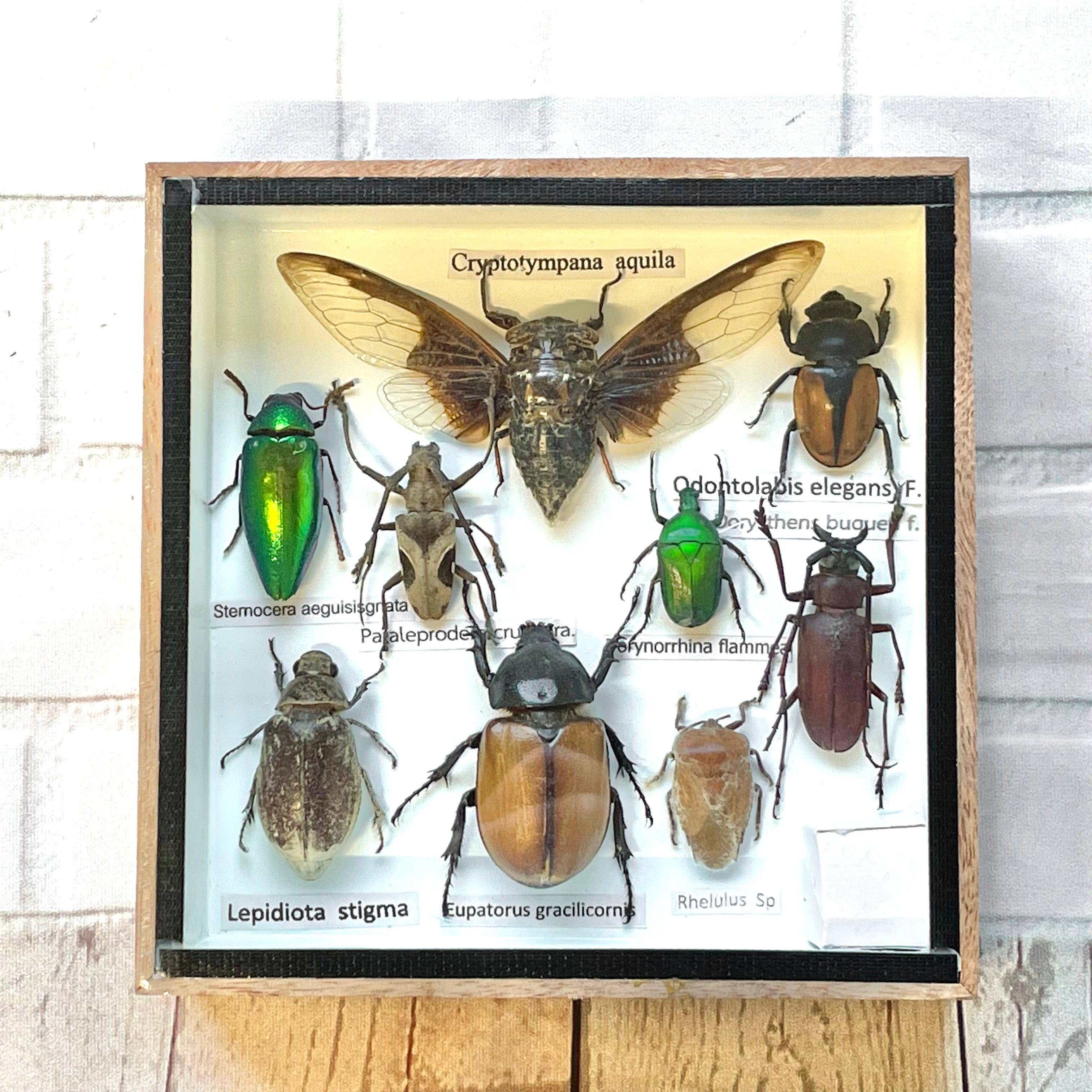 Insect Display Box Frame Display Case Bug Insect #1 – Bug Frames