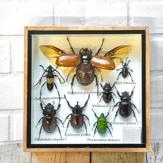 Insect Display Box Frame Display Case Bug Insect #2