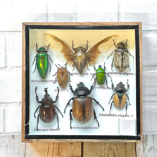 Insect Display Box Frame Display Case Bug Insect #4
