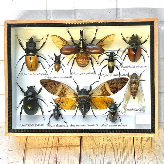 Insect Display Box Frame Display Case Bug Insect #8