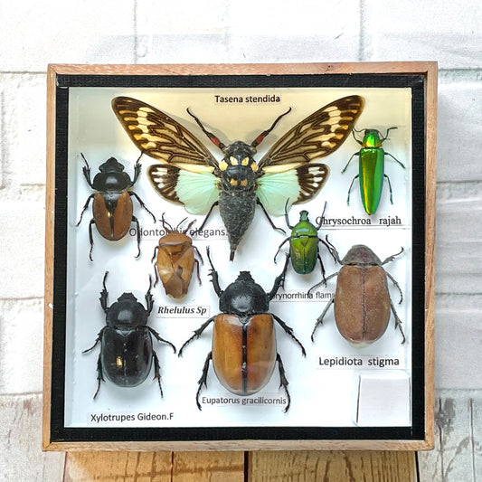 Insect Display Box Frame Display Case Bug Insect #9