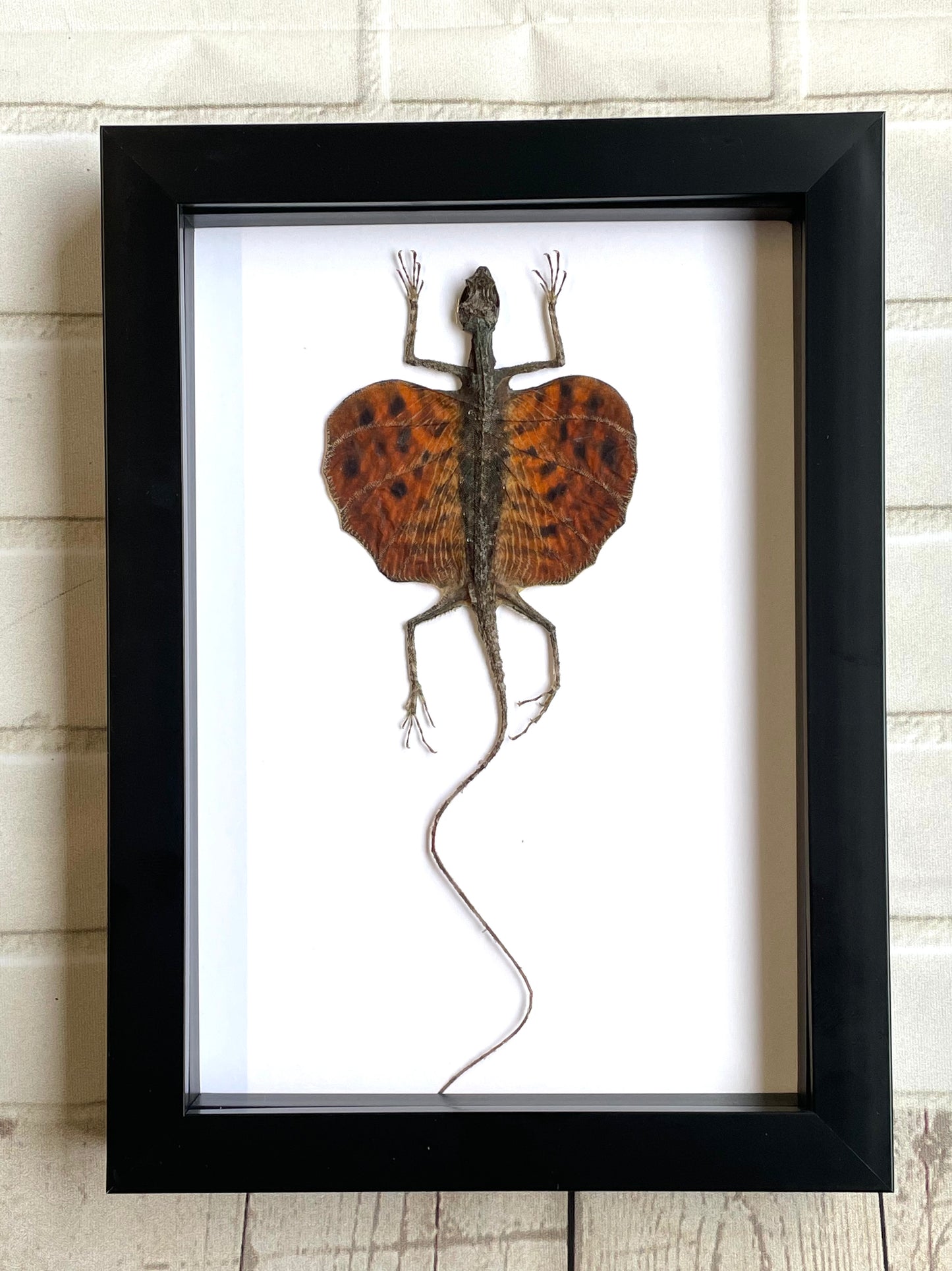 Red Bearded Flying Dragon (Draco haematopogon) Gliding Lizard - Deep Shadow Box Frame Display Insect Bug