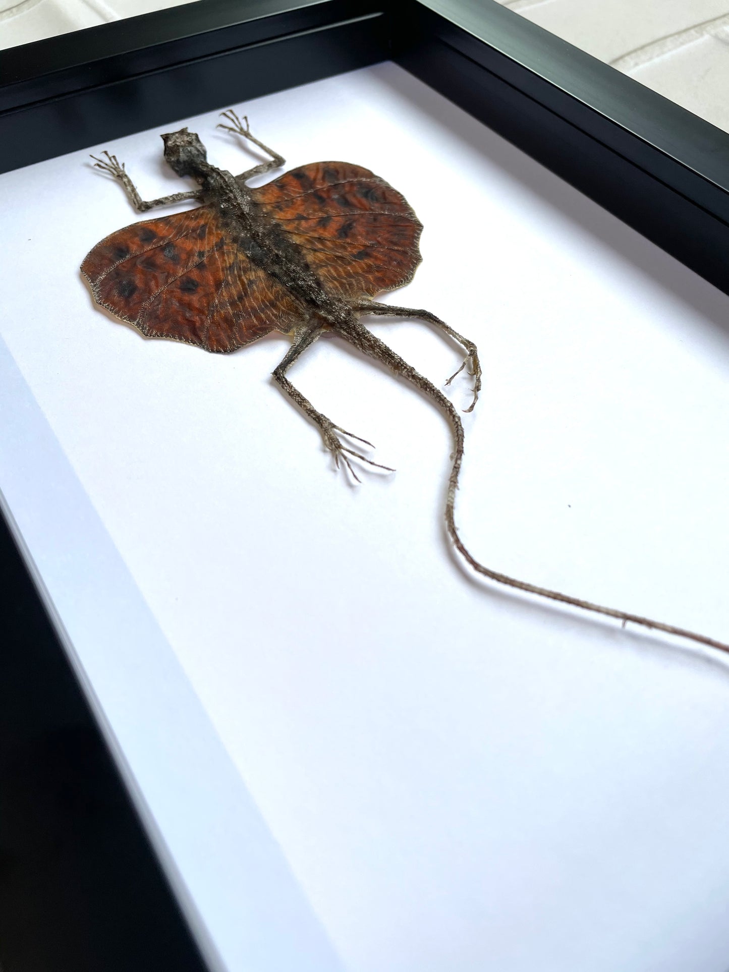 Red Bearded Flying Dragon (Draco haematopogon) Gliding Lizard - Deep Shadow Box Frame Display Insect Bug