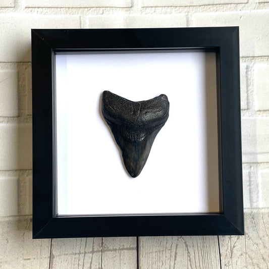 Megalodon Shark Dinosaur Tooth Fossil in Shadow Box Display Frame Insect Natural History