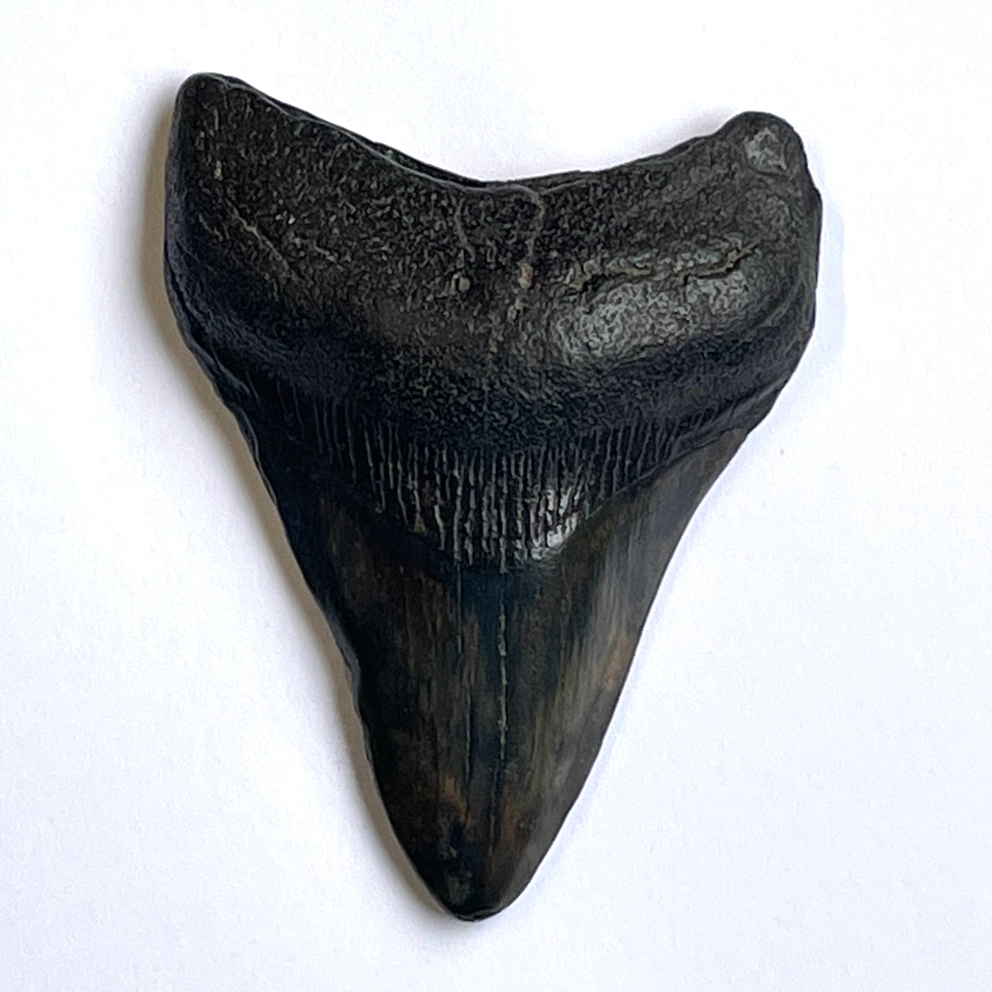 Megalodon Shark Dinosaur Tooth Fossil in Shadow Box Display Frame Insect Natural History