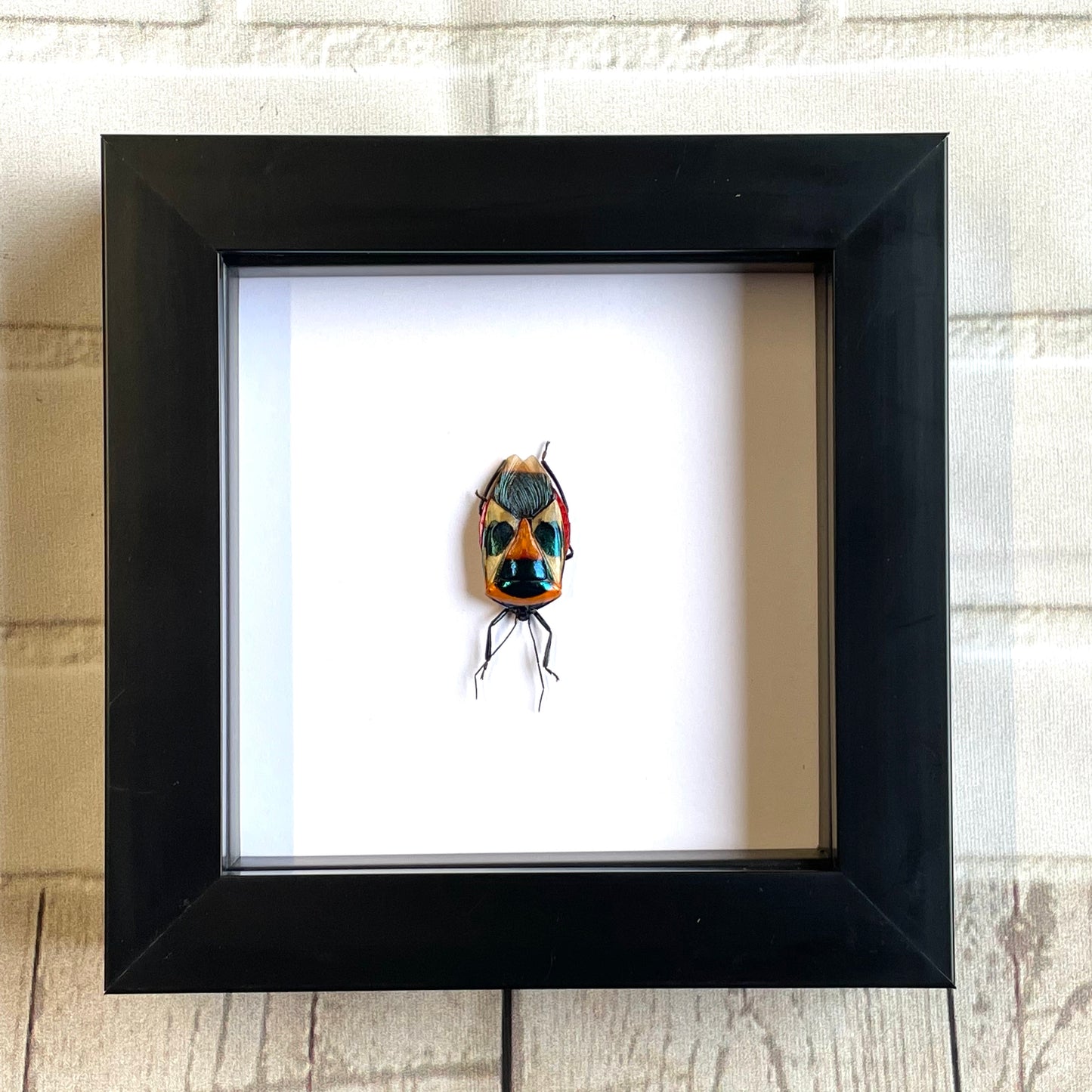 Man Face Stink Bug (Eucorysses nigripes) Deep Shadow Box Frame Display Beetle Insect Bug