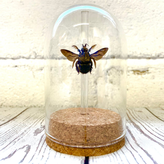 Golden Carpenter Bee (Xylocopa confusa) Glass Bell Cloche Dome Display Jar Insect
