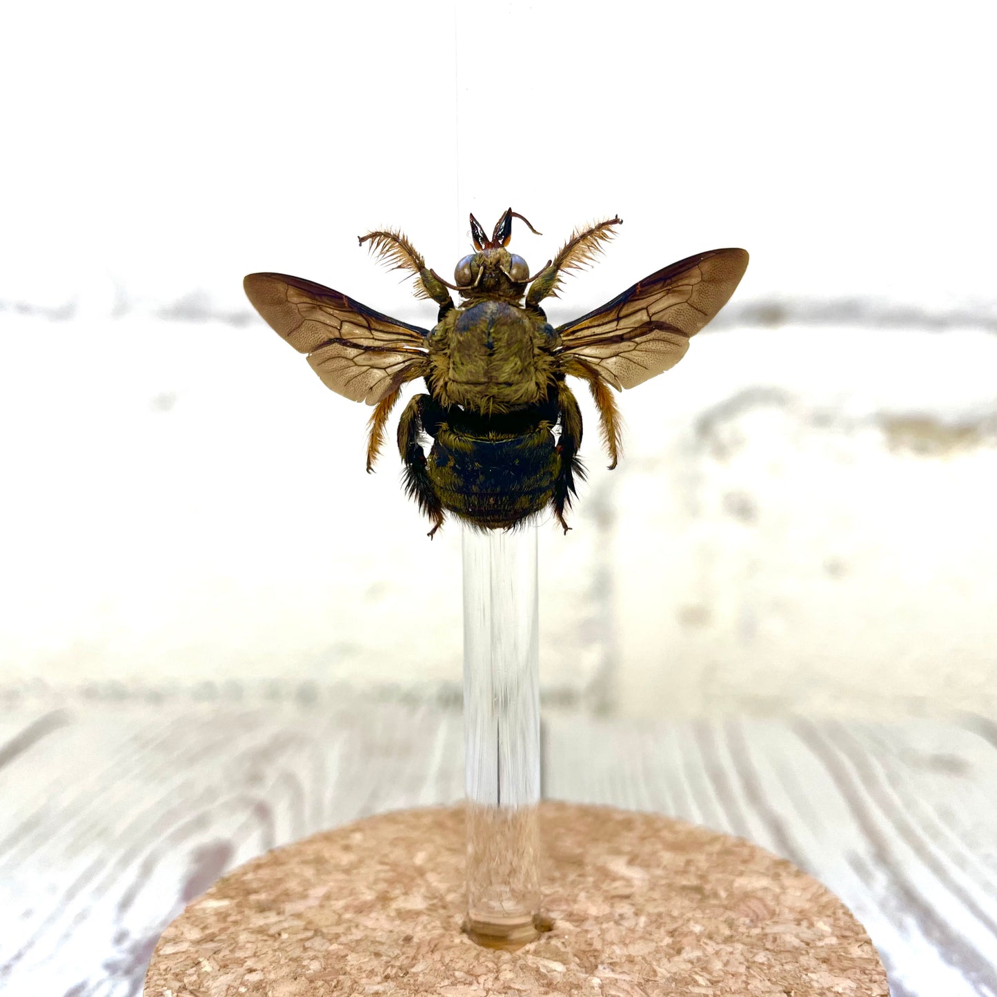Golden Carpenter Bee (Xylocopa confusa) Glass Bell Cloche Dome Display Jar Insect