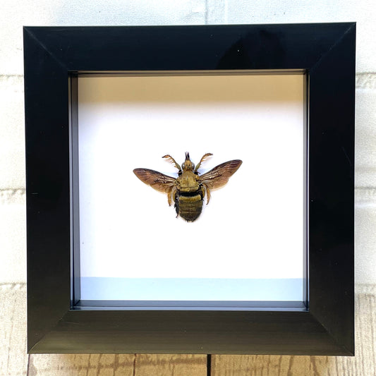 Golden Carpenter Bee (Xylocopa confusa) Deep Shadow Box Frame Display Insect Bug