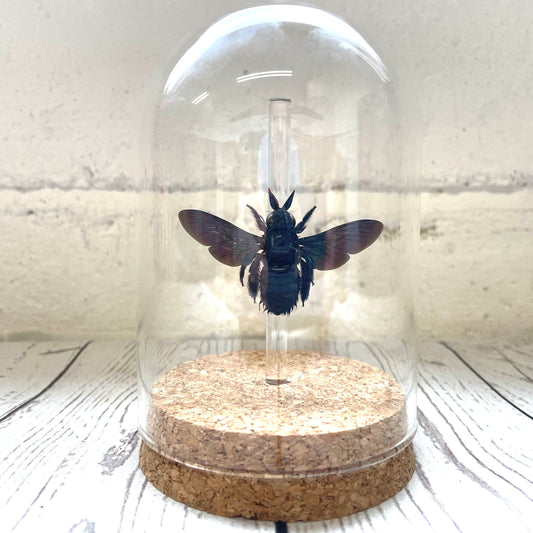 Tropical Carpenter Bee (Xylocopa latipes) Glass Bell Cloche Dome Display Jar Insect