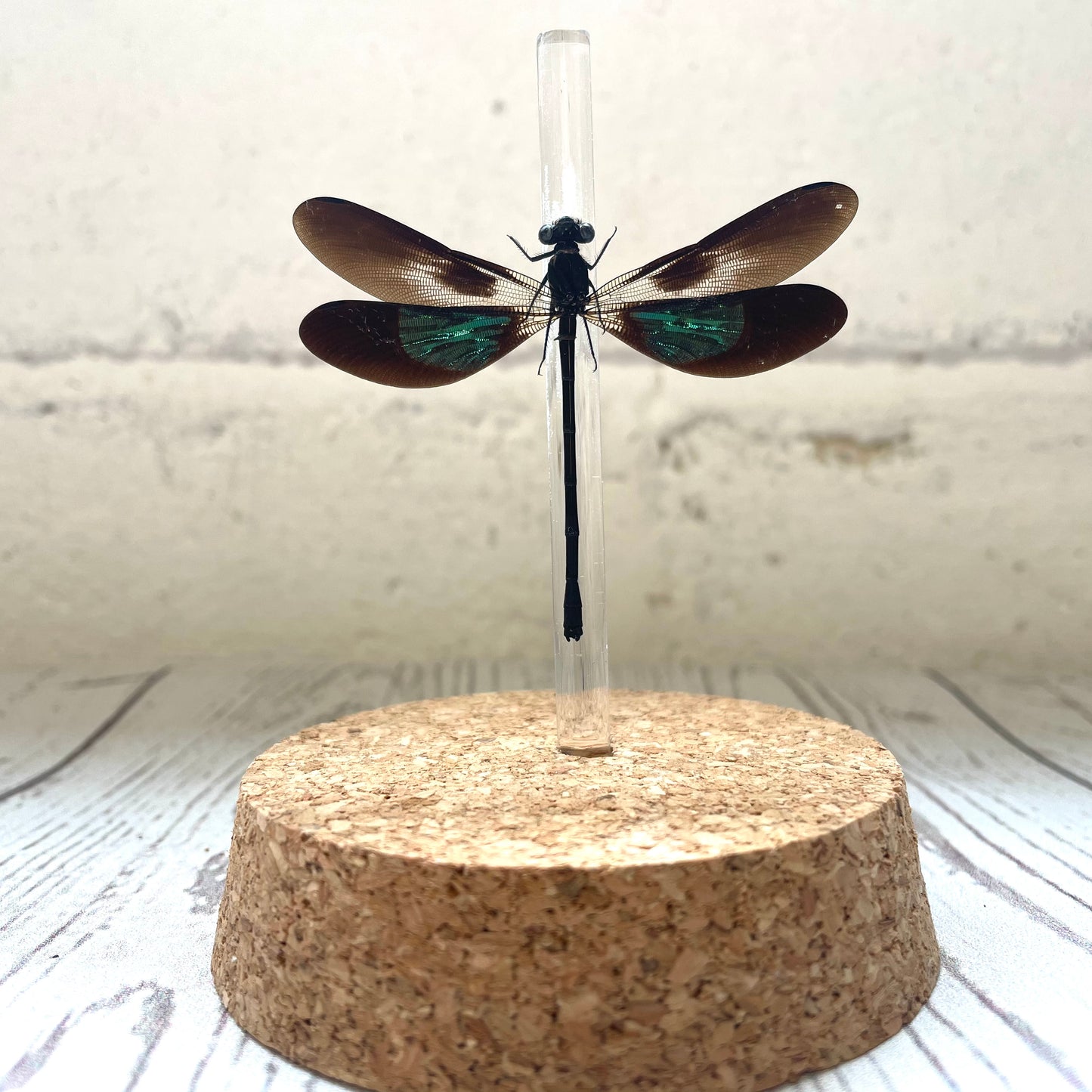 Metallic Gossamer Wing Damselfly (Euphaea variegata) Glass Bell Cloche Dome Display Jar Insect Dragonfly