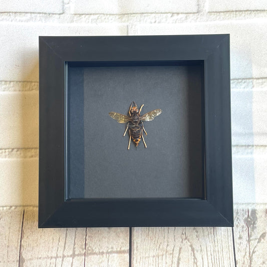 Yellow Legged Hornet (Vespa velutina) Deep Shadow Box Frame Display Insect Bug Black