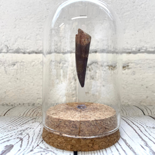 Plesiosaur Dinosaur Tooth Fossil in Glass Bell Cloche Dome Display Jar Insect