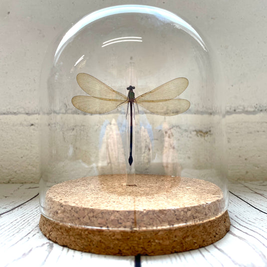 Broad Winged Damselfly (Vestalis luctuosa) Dragonfly Insect Glass Bell Cloche Dome Display Jar