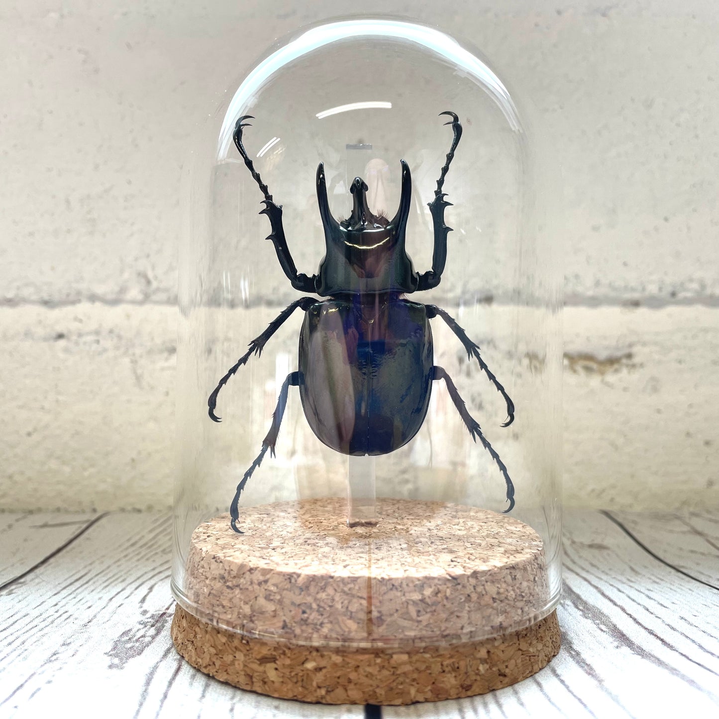 Atlas Beetle (Chalcosoma atlas) Glass Bell Cloche Dome Display Jar Insect