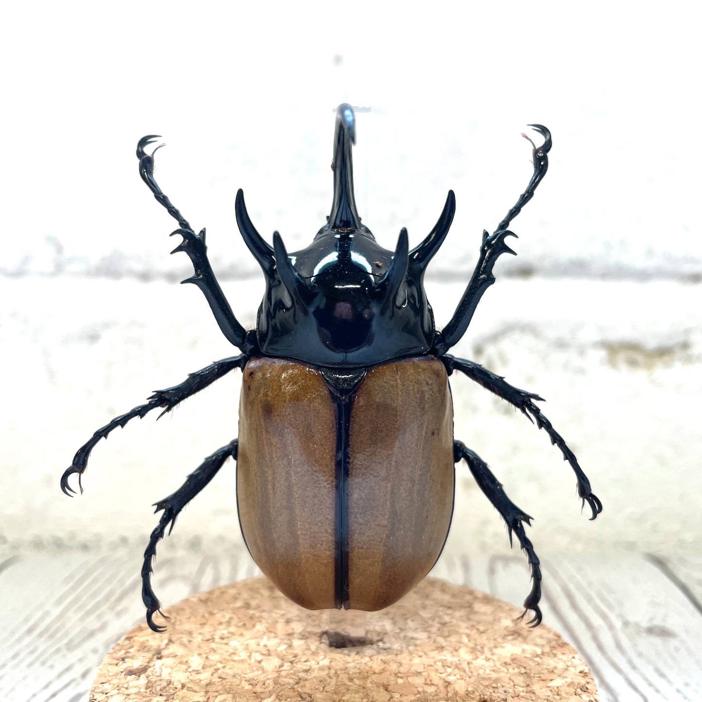 Five Horned Rhino Beetle (Eupatorus gracilicornis) Glass Bell Cloche Dome Display Jar Insect