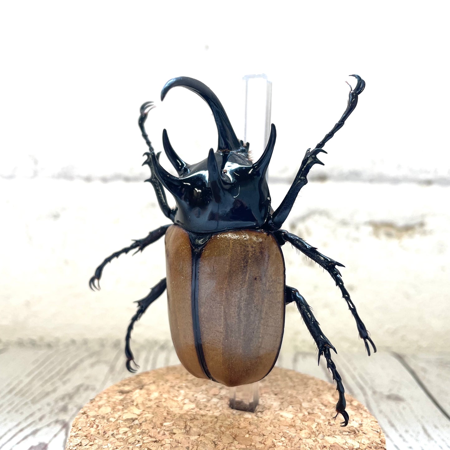 Five Horned Rhino Beetle (Eupatorus gracilicornis) Glass Bell Cloche Dome Display Jar Insect