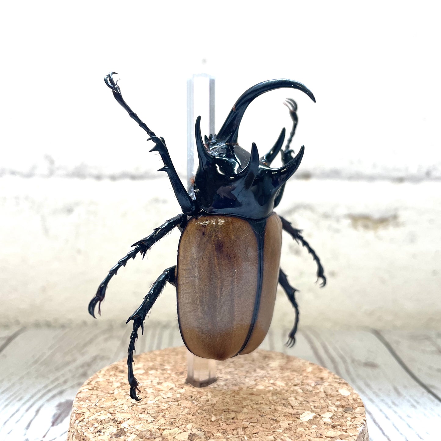 Five Horned Rhino Beetle (Eupatorus gracilicornis) Glass Bell Cloche Dome Display Jar Insect