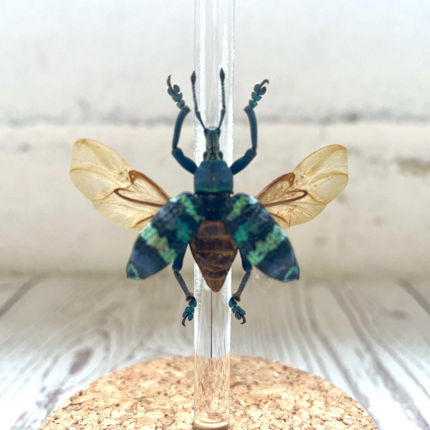 Banded Weevil Beetle (Eupholus magnificus) in Glass Bell Cloche Dome Display Jar Insect