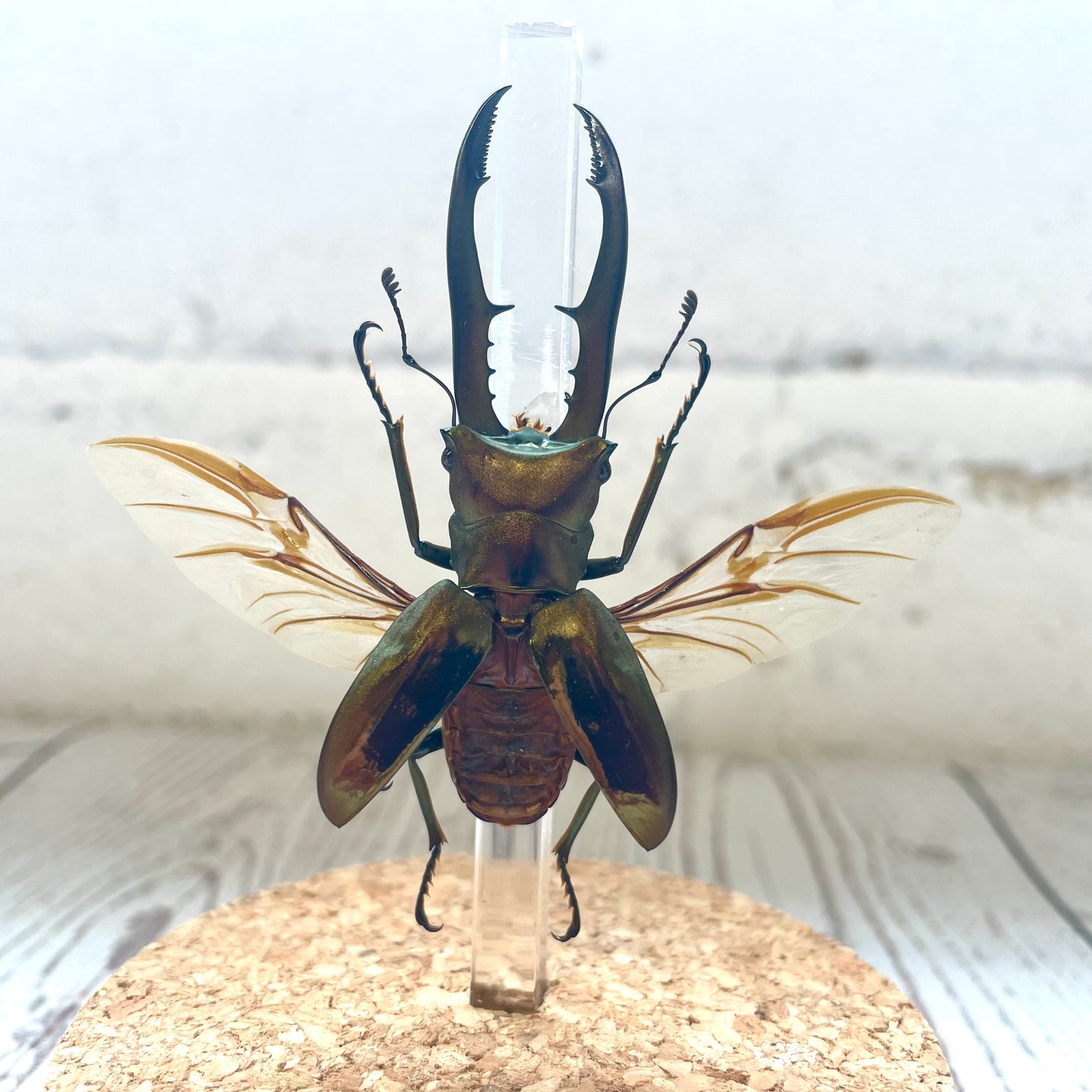 Golden Metallic Stag Beetle (Cyclommatus metallifer) Glass Bell Cloche Dome Display Jar Beetle Insect