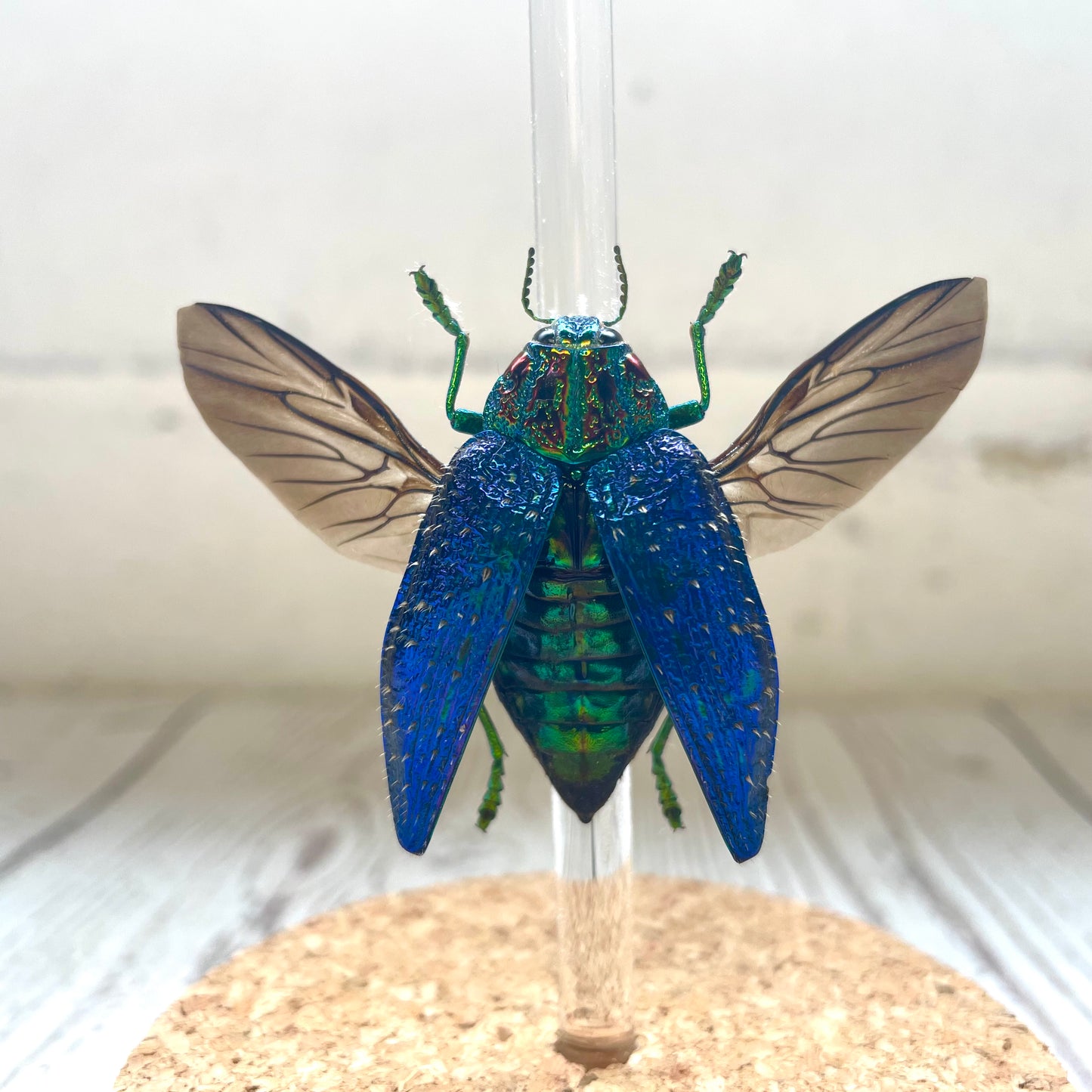 Blue Jewel Beetle (Polybothris sumptuosa) in Glass Bell Cloche Dome Display Jar Beetle Insect