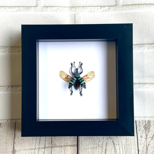 Banded Weevil Beetle (Eupholus magnificus) Deep Shadow Box Frame Display Insect Bug Active