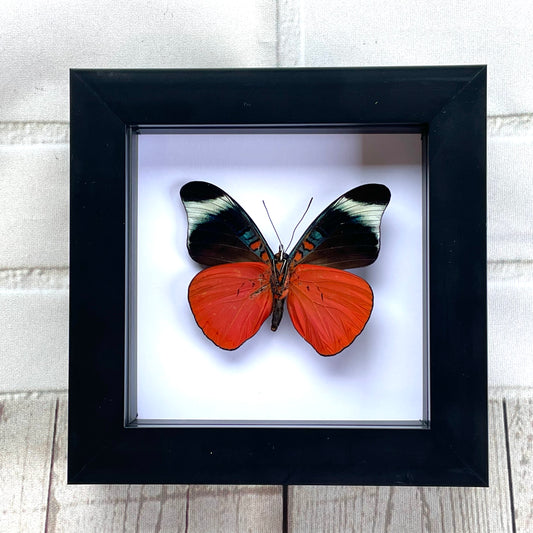 Red Flasher Butterfly (Panacea prola) Deep Shadow Box Frame Display Insect Bug