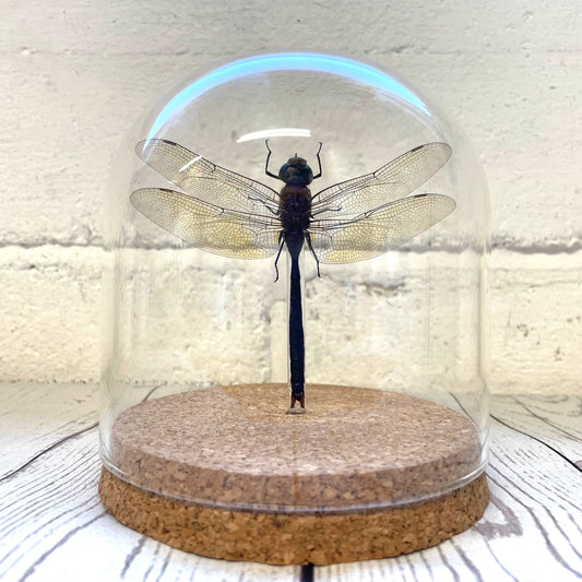 Green Emperor Dragonfly (Anax gibbosulus) Glass Bell Cloche Dome Display Jar Insect