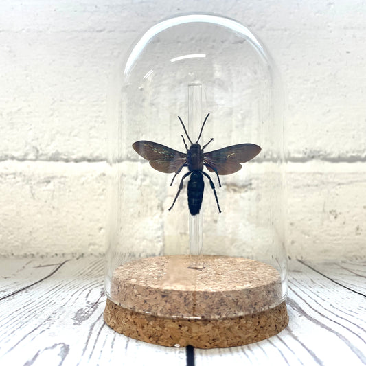 Scoliid Wasp (Megascolia velutina) Glass Bell Cloche Dome Display Jar Insect Bee