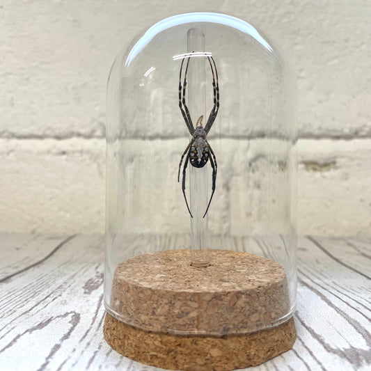 Grass Cross Spider (Argiope catenulata) in Glass Bell Cloche Dome Display Jar Insect