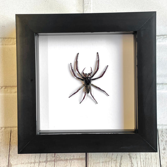Jumping Spider (Hyllus giganteus) in Deep Shadow Box Frame Display