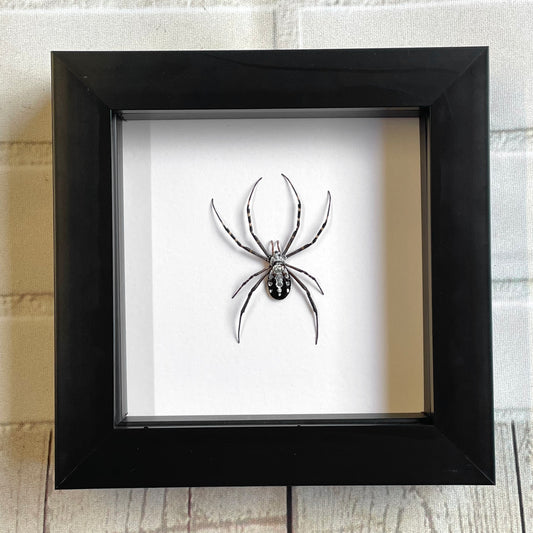 Grass Cross Spider (Argiope catenulata) in Deep Shadow Box Frame Display