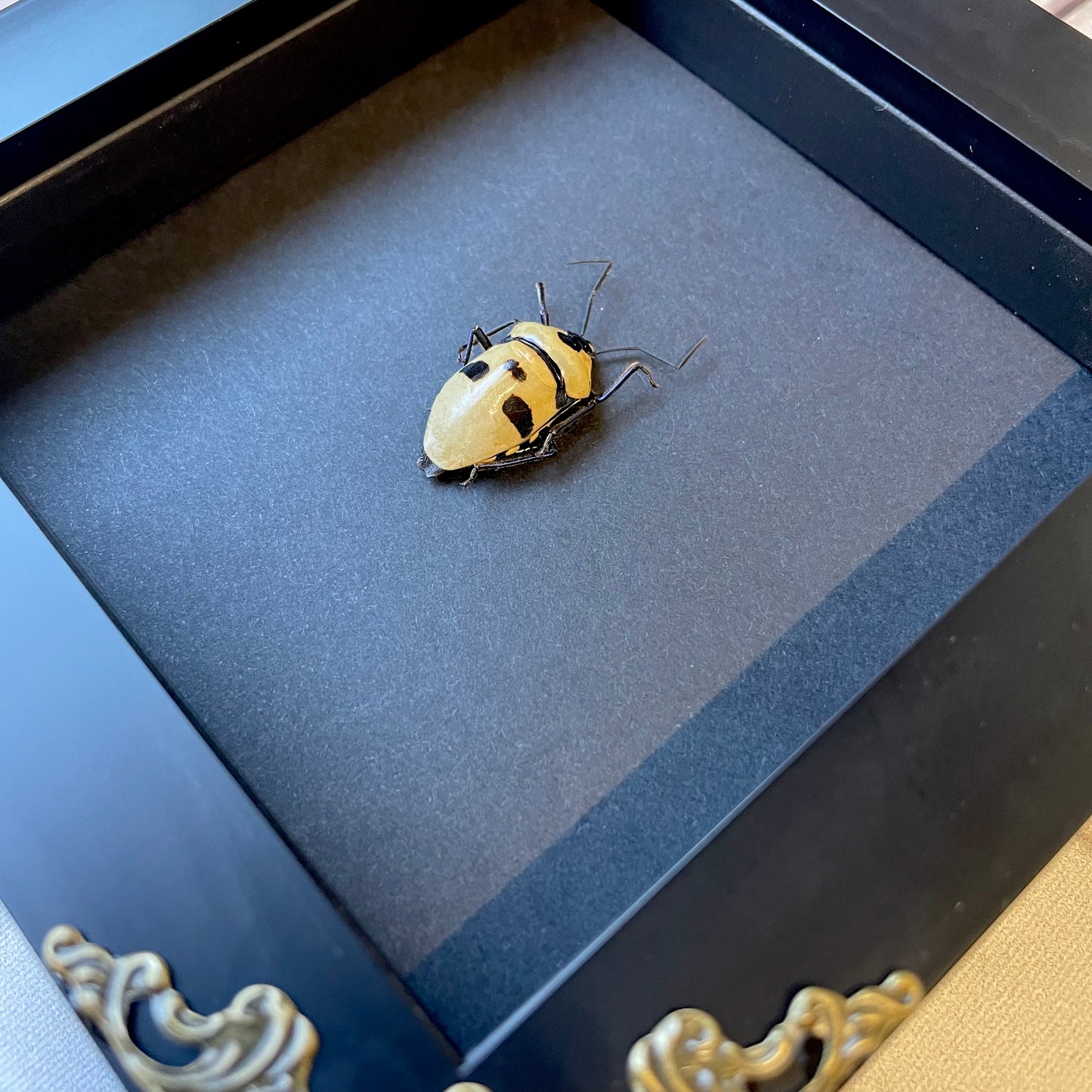 Pearl Man Face Stink Bug (Eucorysses grandis) Baroque Style Deep Shadow Box Frame Display Insect Bug Black