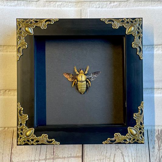 Golden Carpenter Bee (Xylocopa confusa) Baroque Style Deep Shadow Box Frame Display Insect Bug