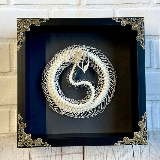 White Lipped Pit Viper (Trimeresurus albolabris) Coiled Snake Skeleton in Baroque Style Deep Shadow Box Frame Display