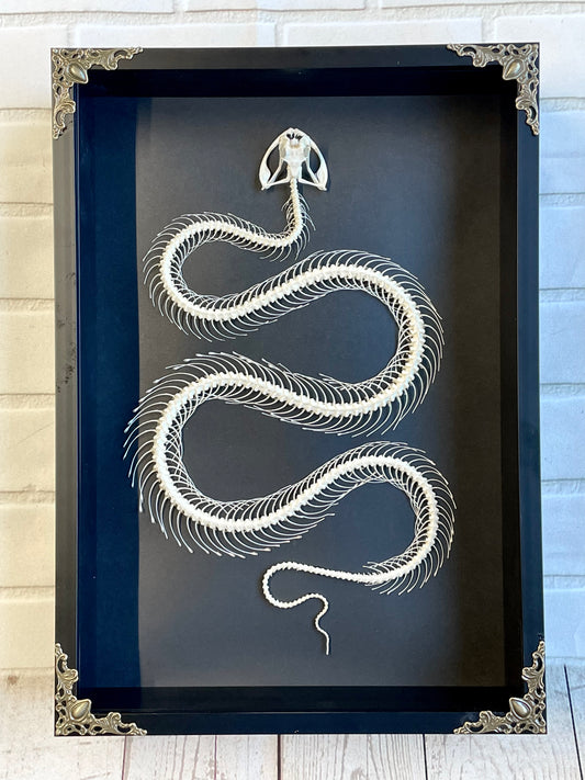 White Lipped Pit Viper (Trimeresurus albolabris) Snake Skeleton in Baroque Style Deep Shadow Box Frame Display