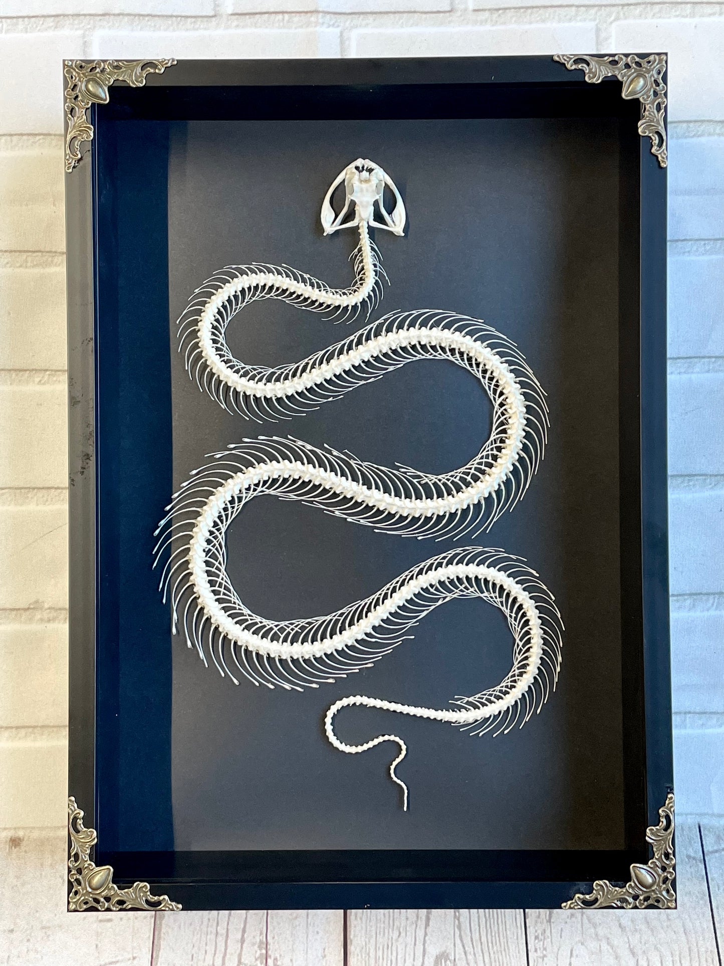 White Lipped Pit Viper (Trimeresurus albolabris) Snake Skeleton in Baroque Style Deep Shadow Box Frame Display