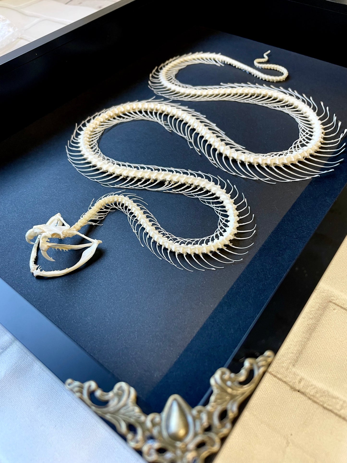 White Lipped Pit Viper (Trimeresurus albolabris) Snake Skeleton in Baroque Style Deep Shadow Box Frame Display