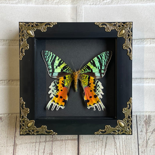 Madagascan Sunset Moth (Urania rhipheus) Ventral Position Butterfly in Baroque Style Deep Shadow Box Frame Display Insect Bug