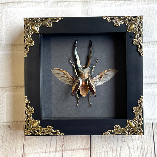 Golden Stag Beetle (Cyclommatus metallifer) Baroque Style Deep Shadow Box Frame Display Insect Bug