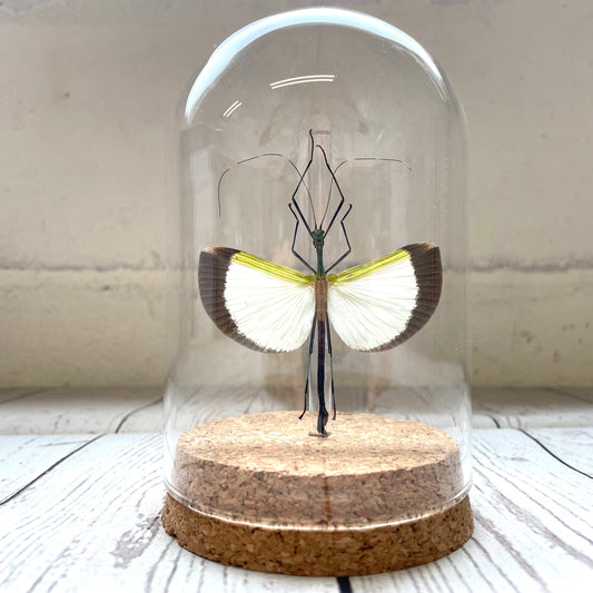 Umbrella Stick Insect (Tagesoidea nigrofasciata) Glass Bell Cloche Dome Display Jar