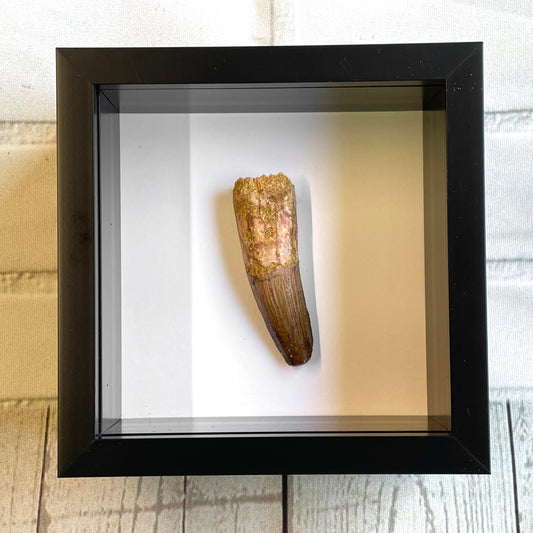 Spinosaurus Dinosaur Tooth Fossil in Shadow Box Display Frame Insect Natural History